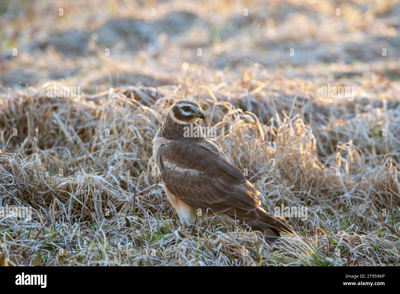 Pallide harrier (Circus macrourus), appollaiate in un prato e guardando indietro, vista laterale, Finlandia Foto Stock