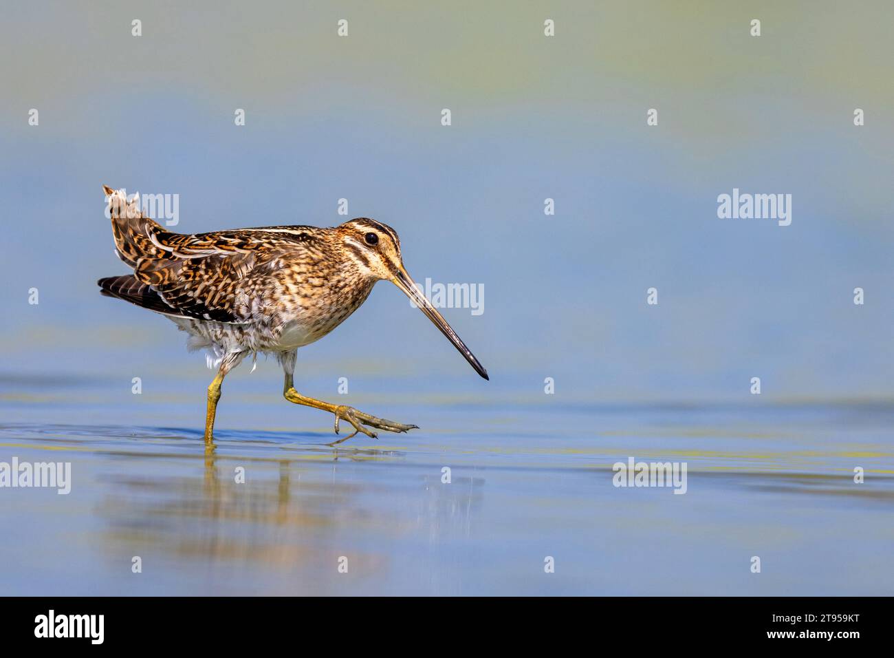 Becco comune (Gallinago gallinago), camminando in acque poco profonde e cercando cibo, vista laterale, Paesi Bassi, Frisia Foto Stock