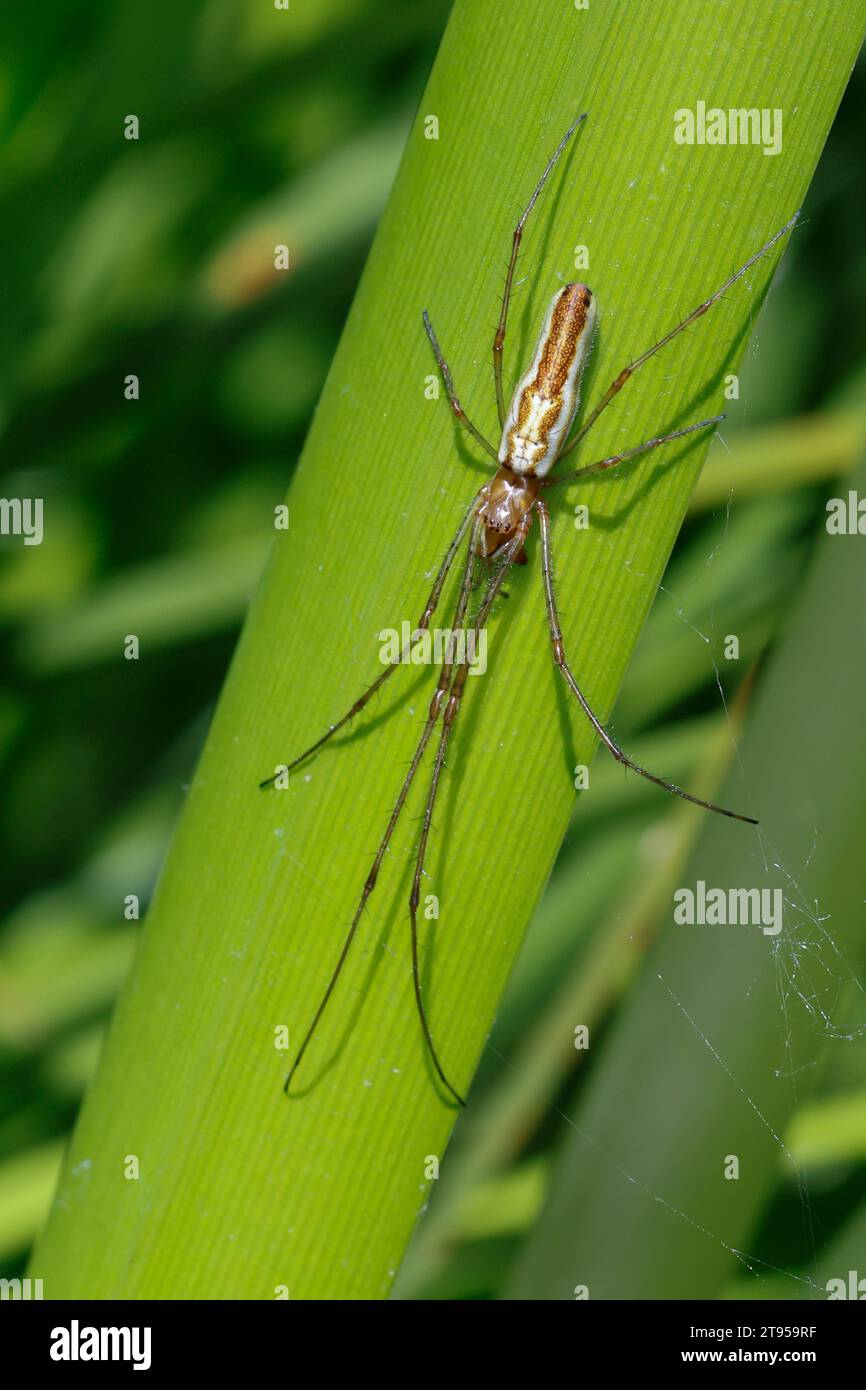 Ragno a ganasce lunghe, tessitori a orbita a ganasce lunghe, ragno argentato stretch (Tetragnatha montana), capovolto in corrispondenza di uno stelo vegetale, vista dorsale, Germania Foto Stock