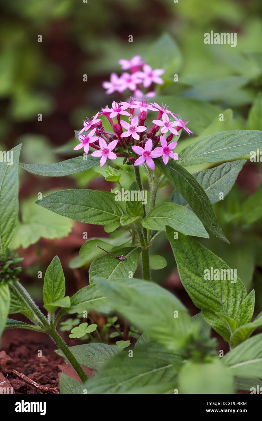 Ammasso stellare egiziano, ammasso stellare (Pentas lanceolata), fioritura, Madeira Foto Stock
