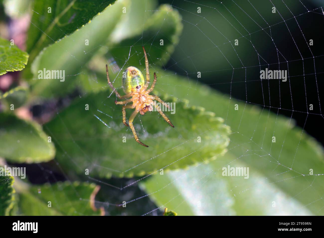 Ragno verde cetriolo (spec. Araniella), seduto in rete su una filiale, Germania Foto Stock