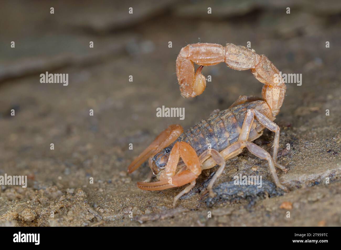 Scorpione a scacchi mediterraneo (Mesobuthus gibbosus), sul terreno, Croazia Foto Stock