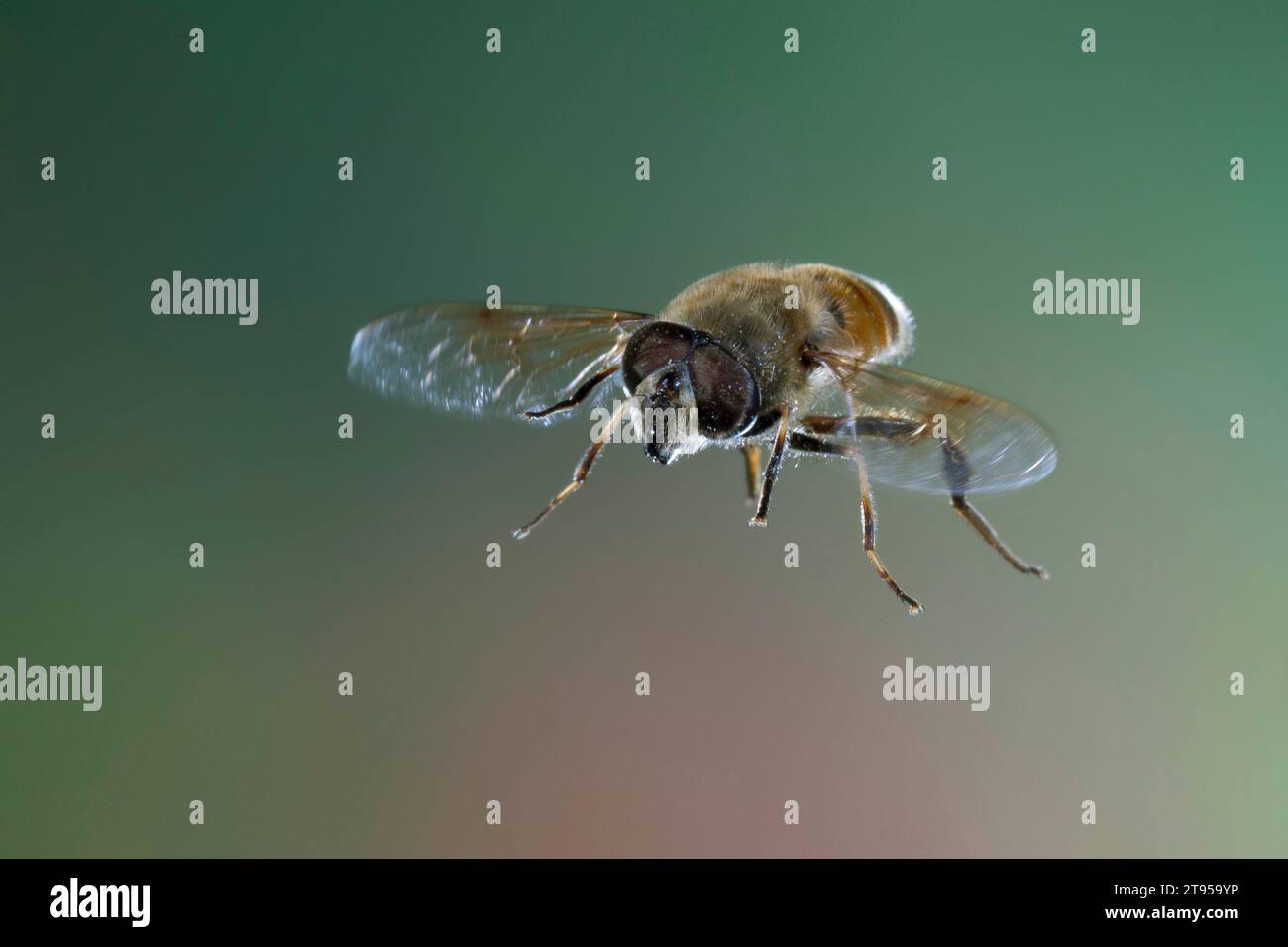 Drone fly, Eristalis tenax, donna in volo, Germania Foto Stock