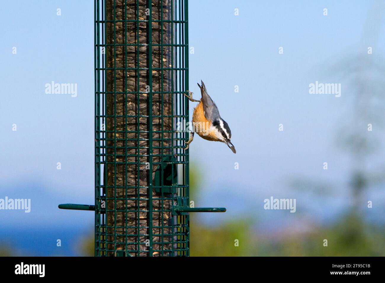 Nuthatch dal petto rosso (Sitta canadensis) arroccato su un alimentatore di uccelli da giardino con un seme di girasole nel becco a Nanaimo, British Columbia, Canada a settembre Foto Stock