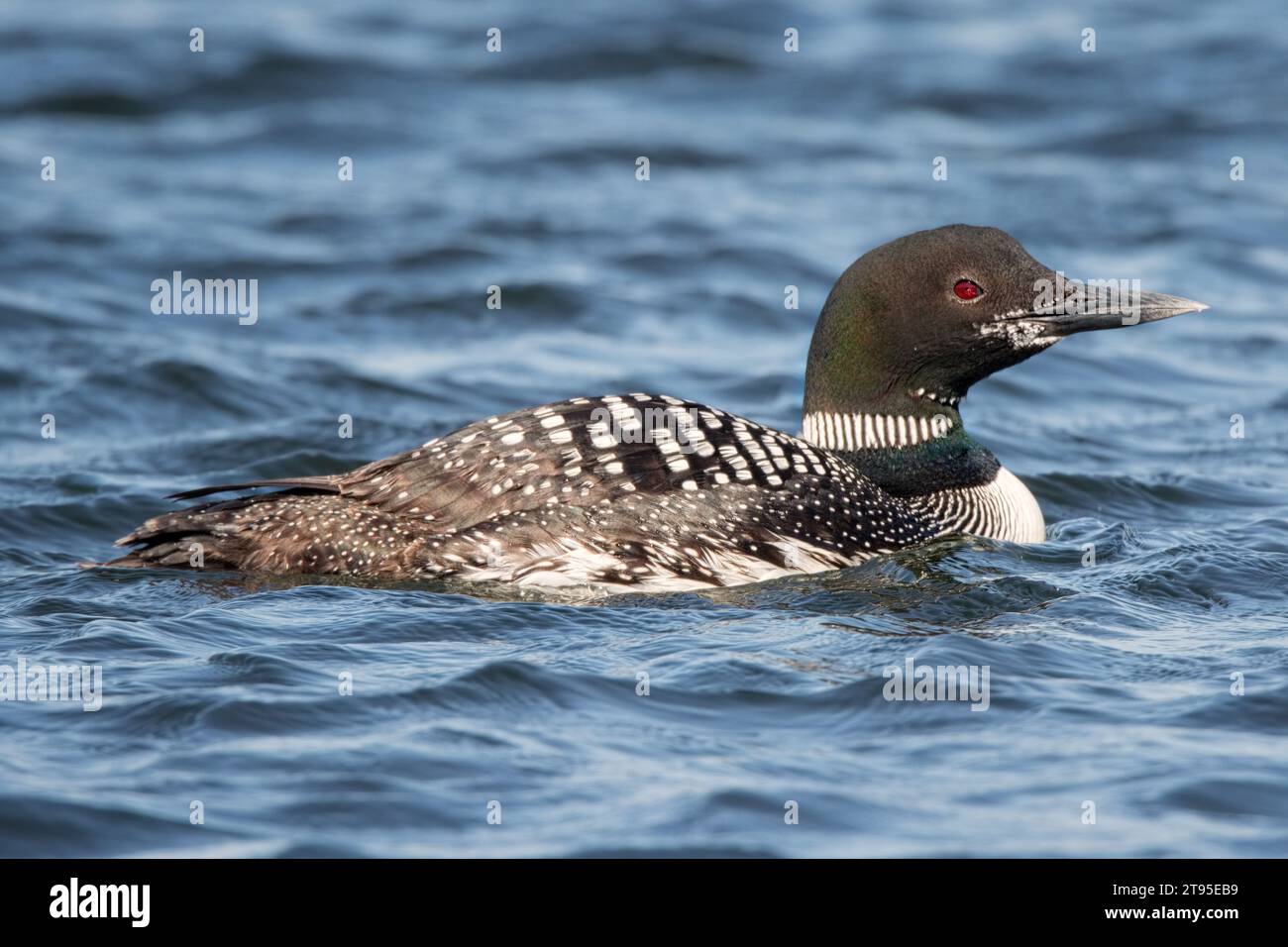 Primo piano per adulti Common Loon (Gavia immer) che nuota in un lago del Minnesota settentrionale in estate nella Chippewa National Forest, Minnesota settentrionale USA Foto Stock