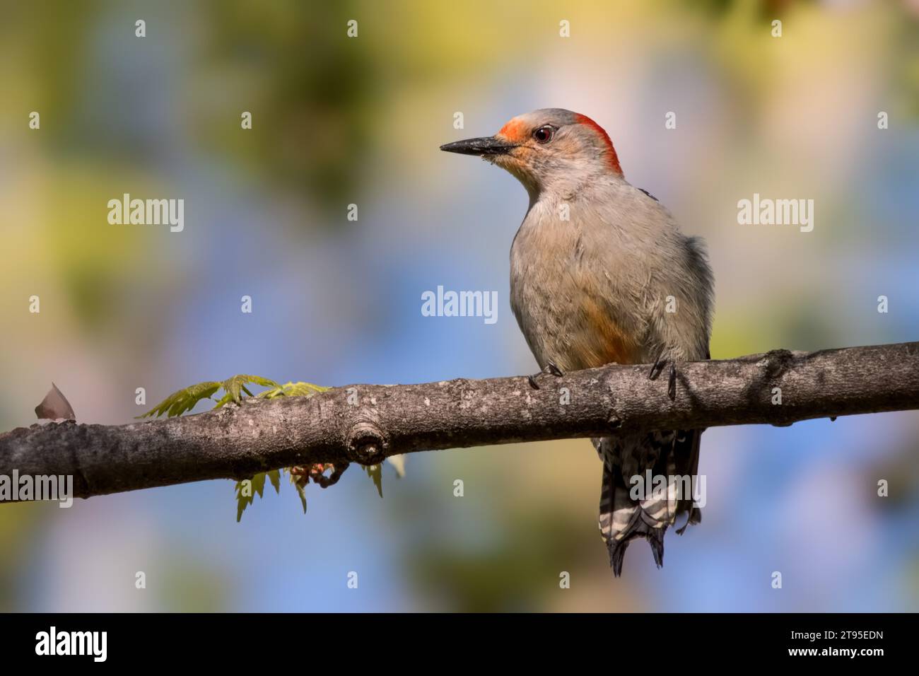 Primo piano del picchio dai becchi rossi (Melanerpes carolinus) arroccato su un ramo sfocato sullo sfondo della Chippewa National Forest, Minnesota settentrionale, USA Foto Stock