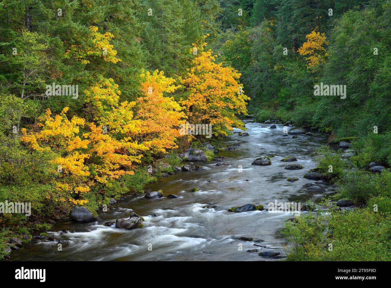 Alberi di acero bigfoglie di colore autunnale sul North Fork Middle Fork Willamette River, Oregon. Foto Stock
