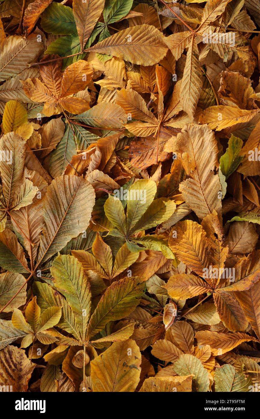 Cavallo Chestnut albero foglie a terra in autunno con prime mattina gelo. Foto Stock