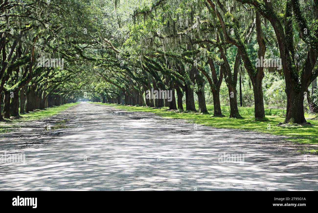 Strada per Wormsloe Plantation - Savannah, Georgia Foto Stock