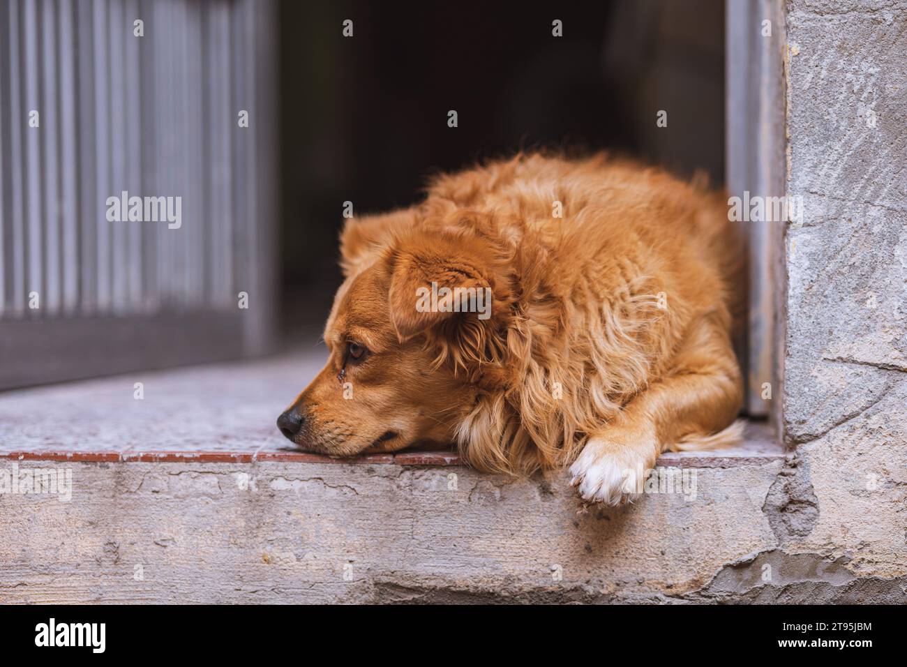 ritratto di un bel cane Foto Stock