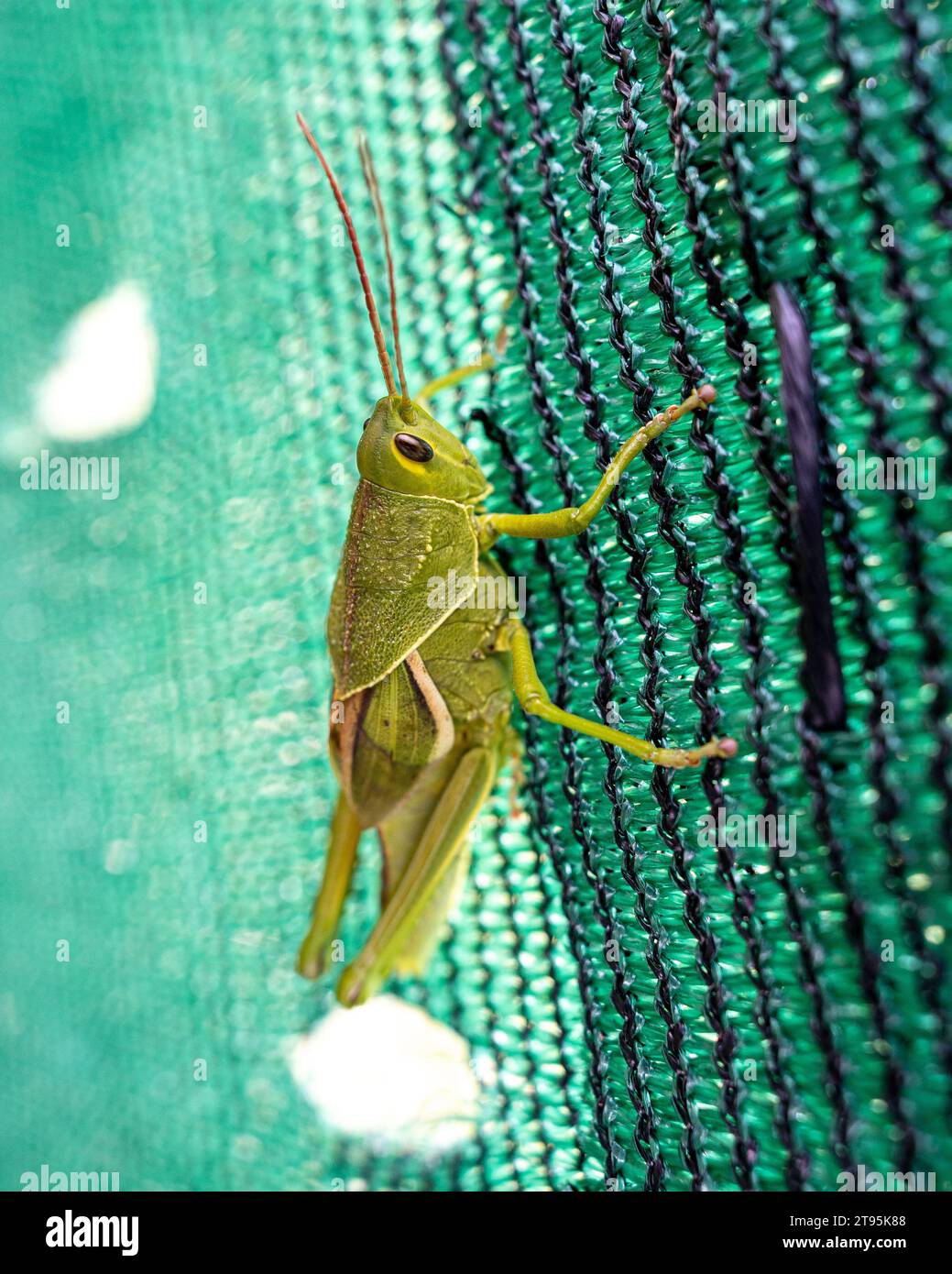Un Tropidacris collaris in posa su una rete di plastica Foto Stock