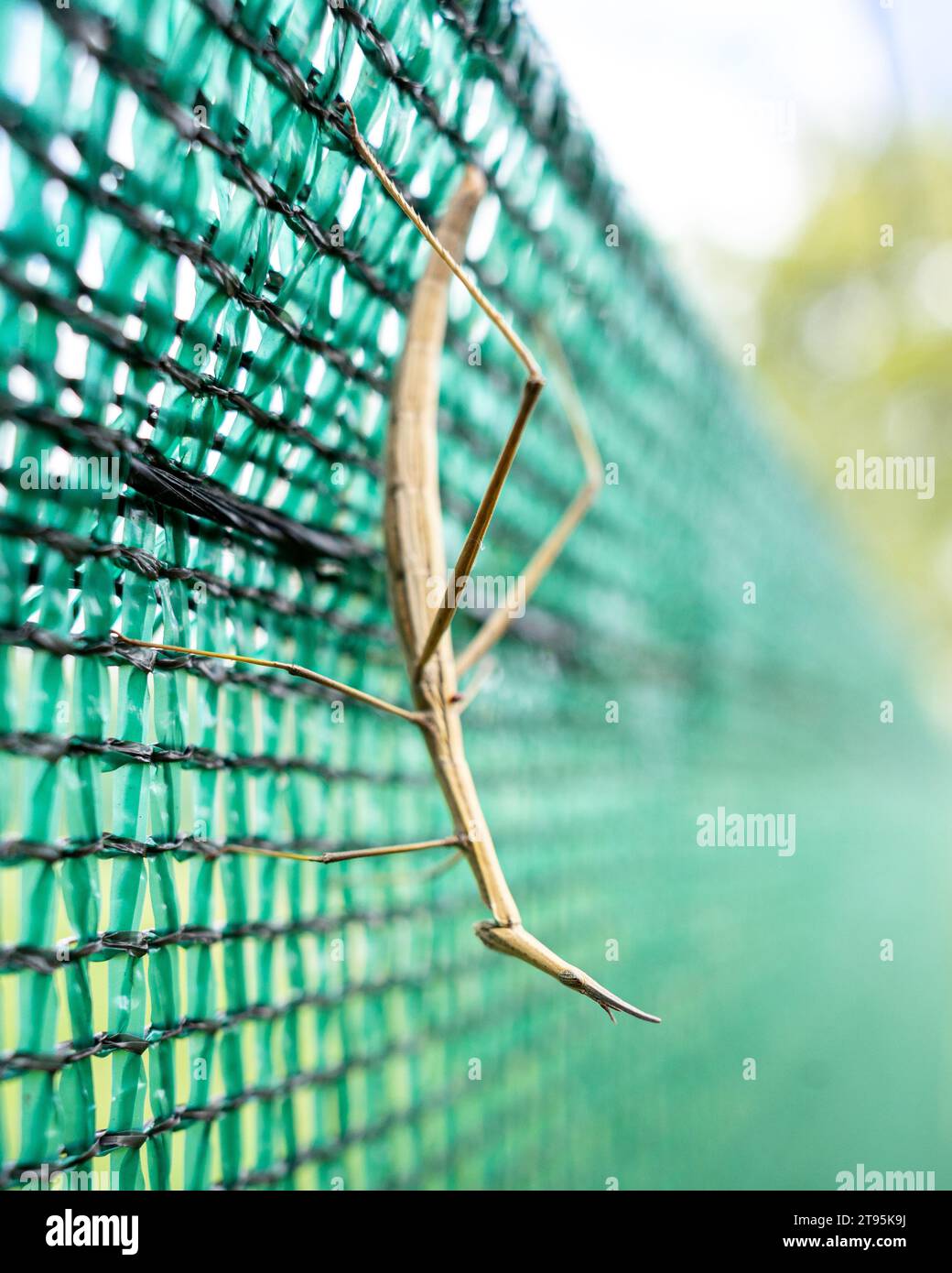 Una Phasmatodea in posa su una rete di plastica Foto Stock