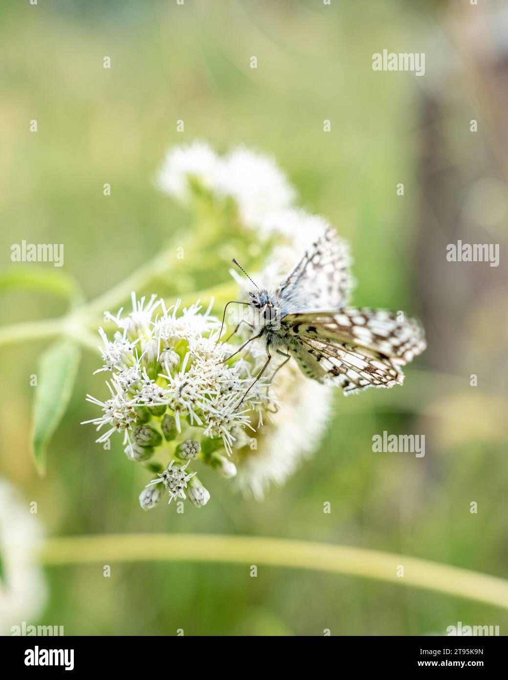 farfalla che posa su un fiore Foto Stock