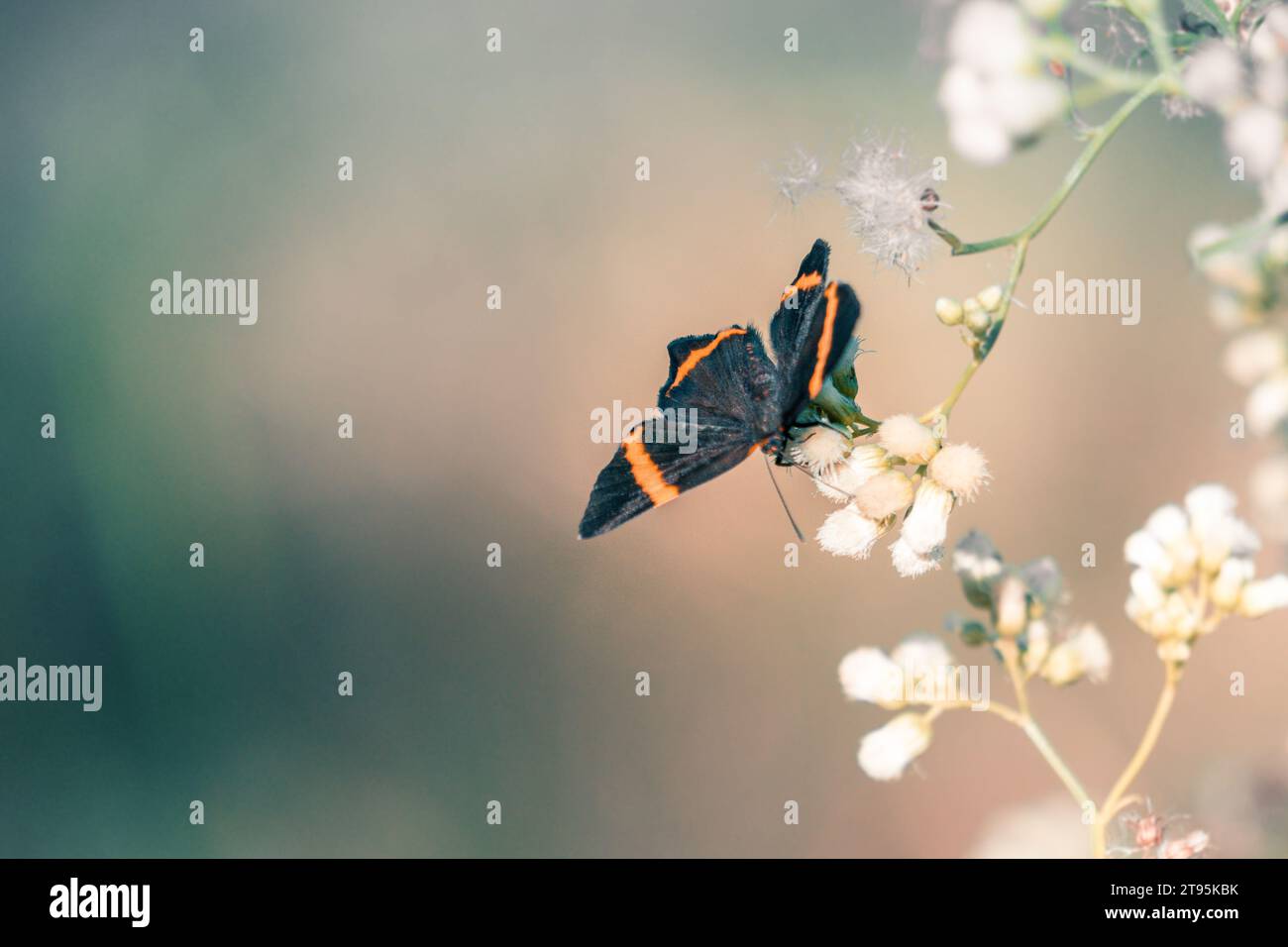 farfalla che posa su un fiore Foto Stock