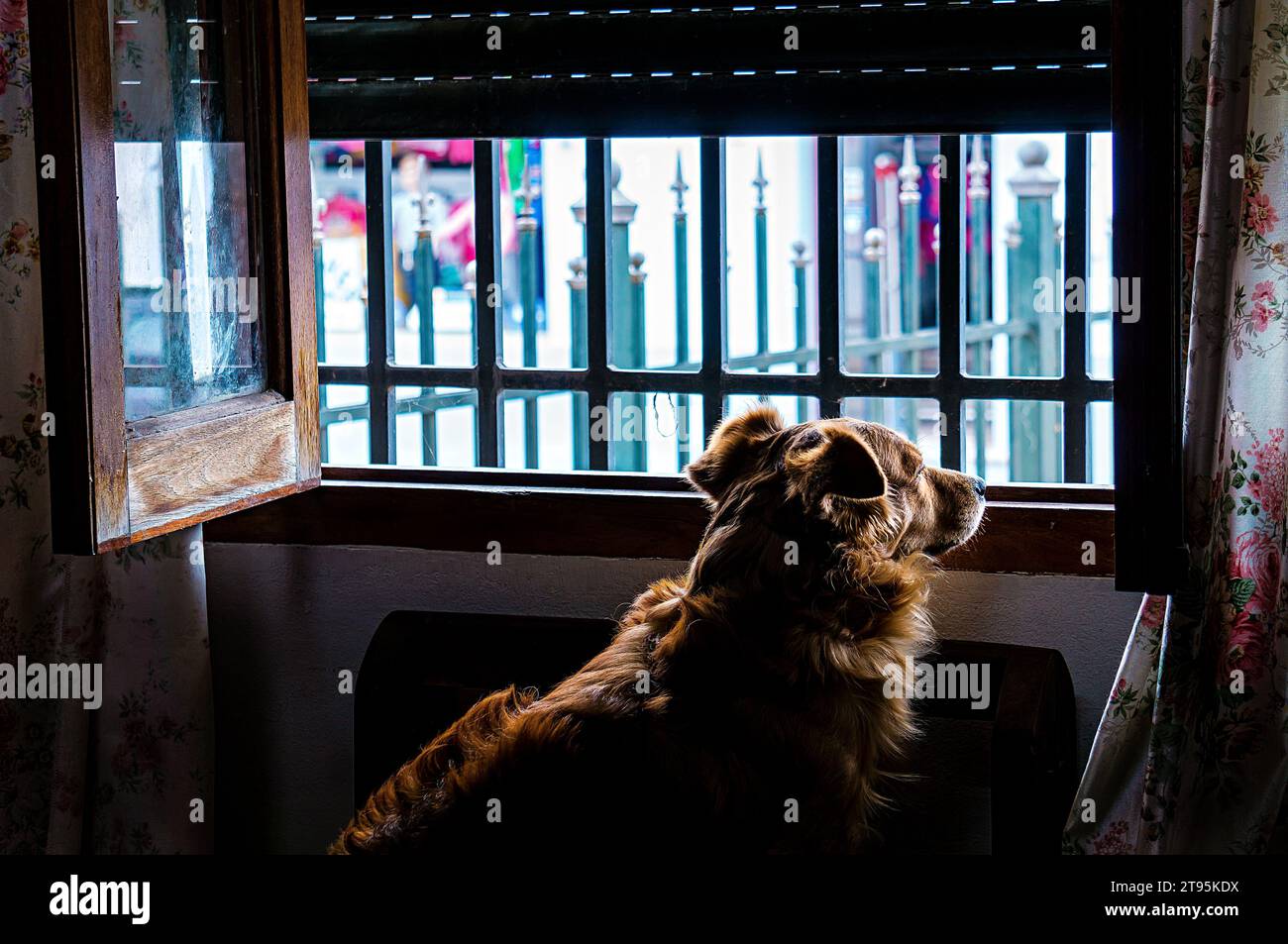 cane con capelli dorati che guarda fuori dalla finestra Foto Stock