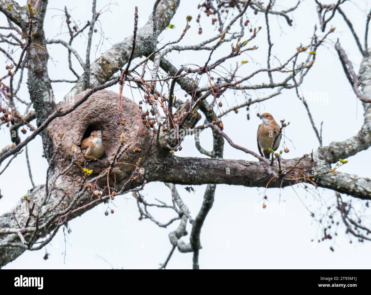 ritratto fotografico di uccelli in posa Foto Stock