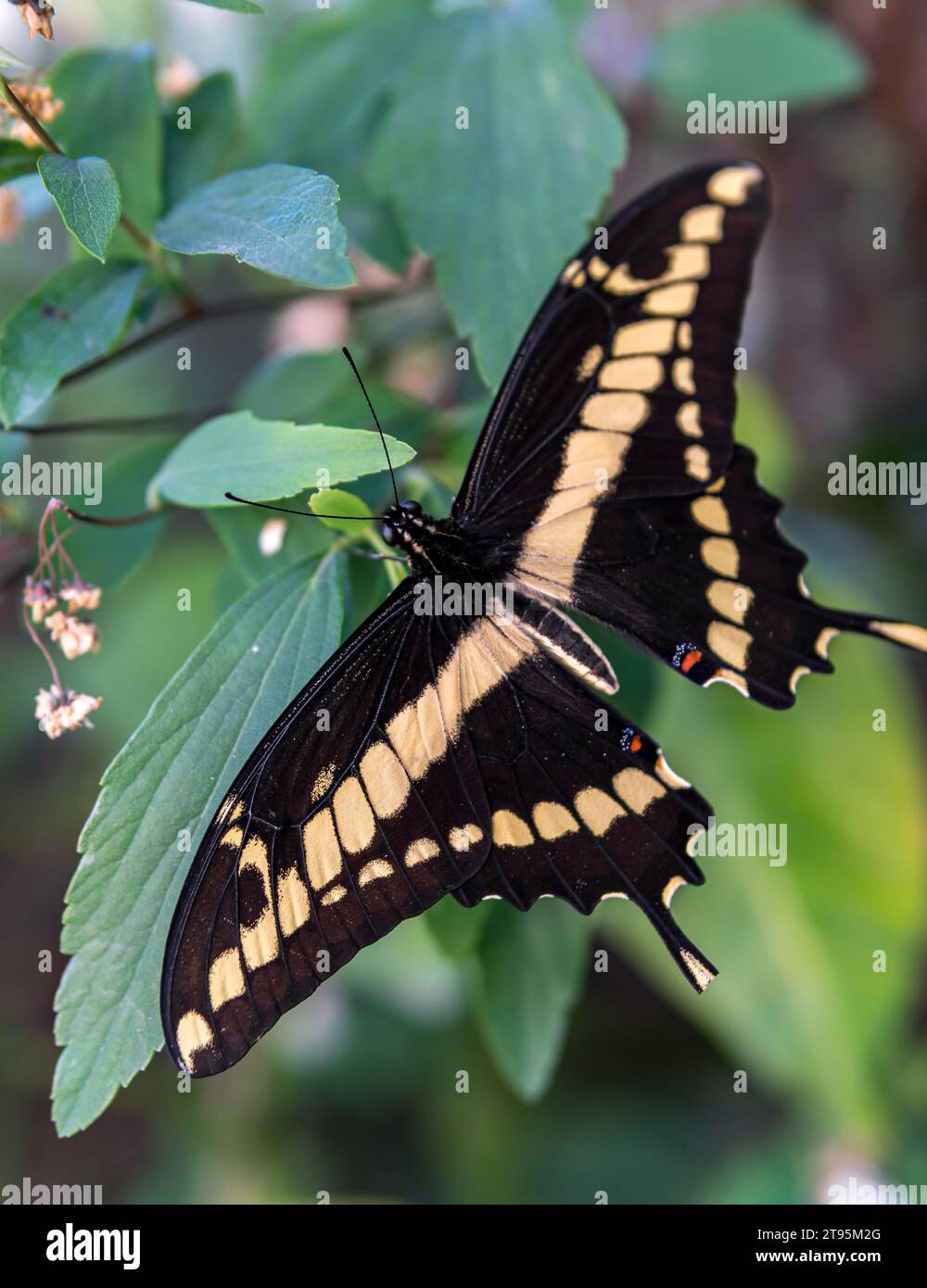 Cresfontes Papilio farfalla con ali nere e gialle Foto Stock