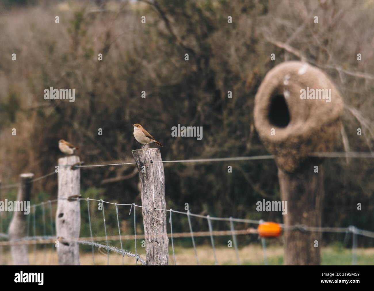 ritratto fotografico di uccelli in posa Foto Stock