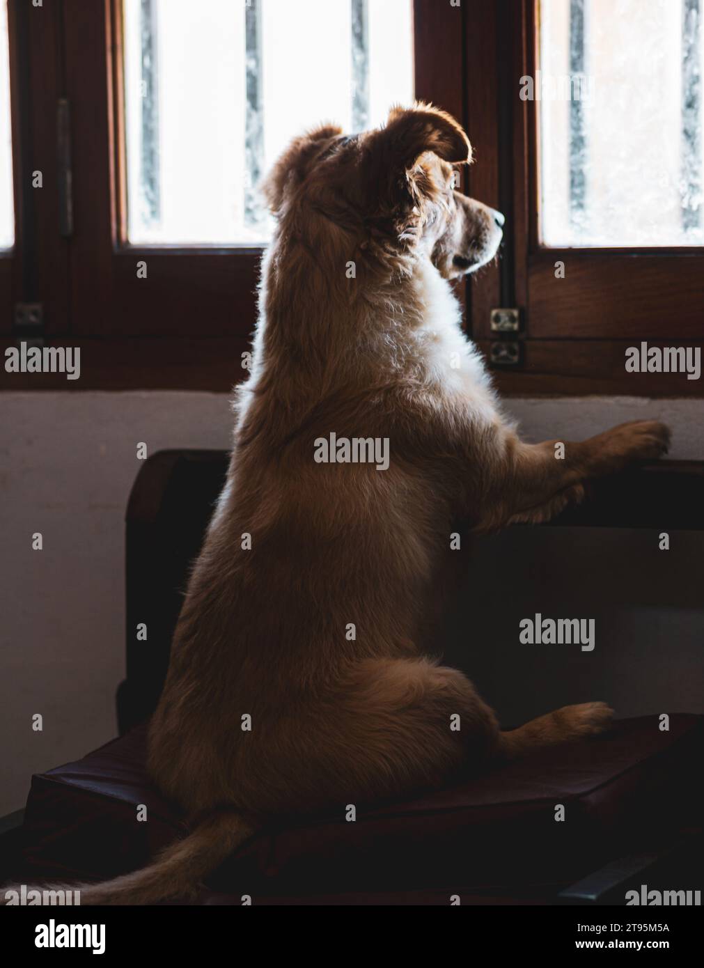 ritratto di un cane in piedi su due gambe che guarda fuori da una finestra Foto Stock