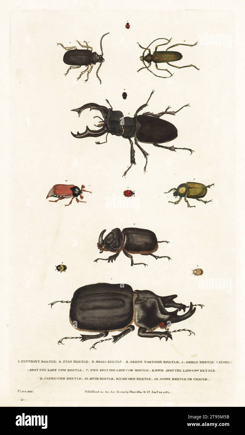 Coleotteri e insetti. Coleottero elefante, Megasoma elephas 1, coleottero cervo, Lucanus cervus 2, coleottero in ottone 3, scarabeo tartaruga verde 4, scarabeo scudo 5, scarabeo mucca a sette macchie, Coccinella septempunctata 6, scarabeo mucca a due macchie, Adalia bipunctata 7, scarabeo mucca a quattro macchie, Brachiacantha quadripunctata 8, scarabeo capricorno, Cerambyx cerdo 9, scarabeo muschio 10, scarabeo unicorno, Oryctes nasicornis 11, scarabeo dorr o chafer 12. Foto Stock