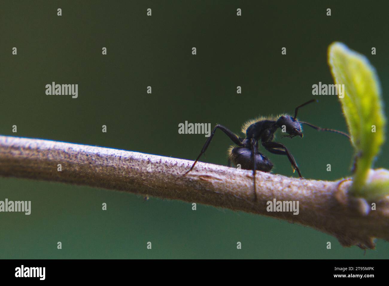 ant su un ramo pronto a tagliare una foglia Foto Stock