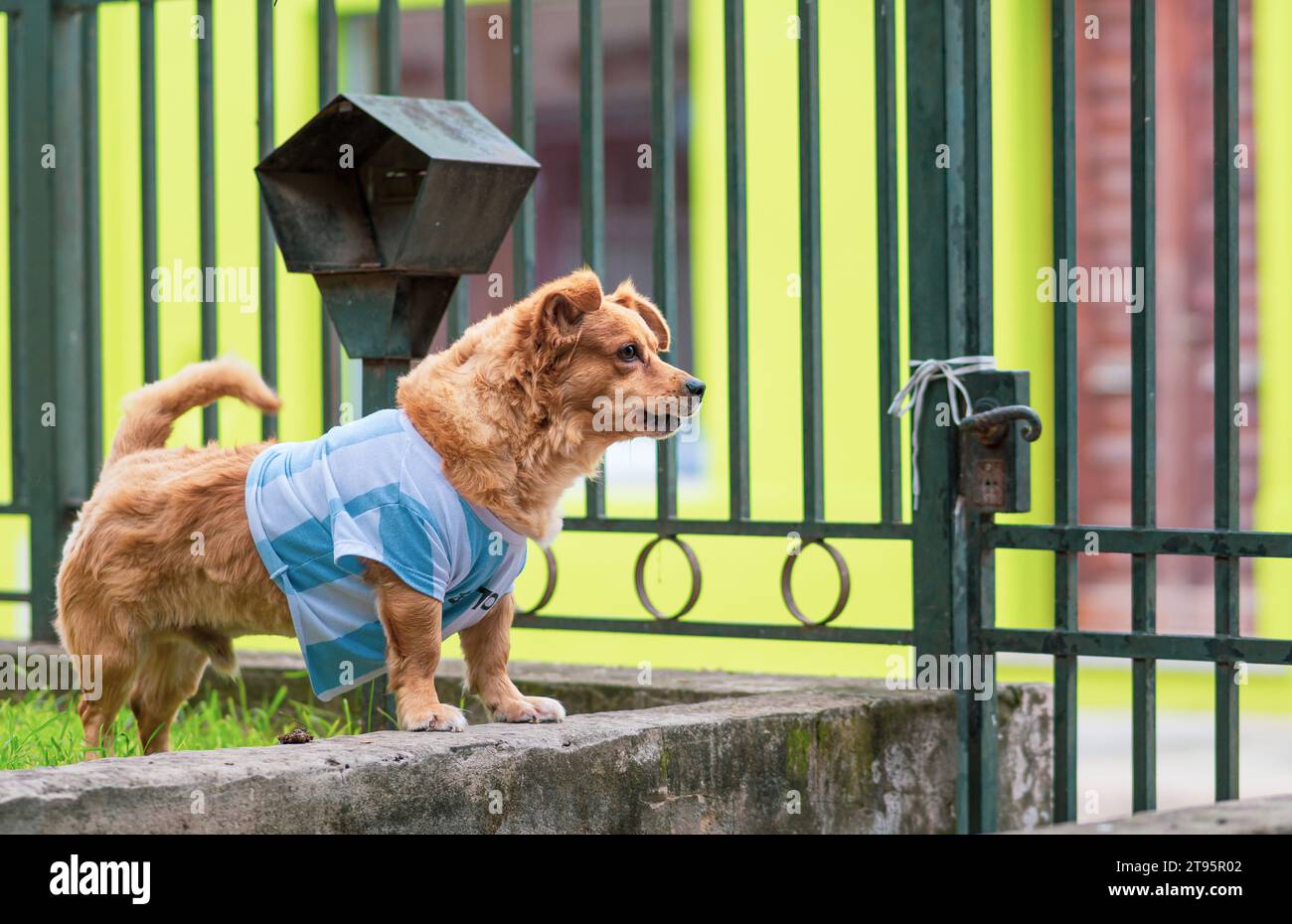 ritratto di un cane molto carino Foto Stock