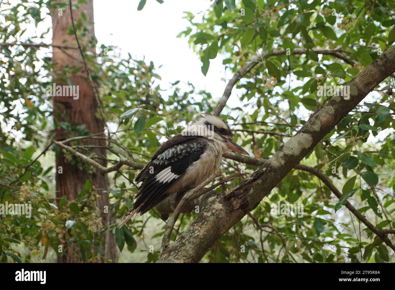 Primo piano dell'uccello australiano ridendo Kookaburra (Dacelo novaeguineae), nel queensland, australia Foto Stock