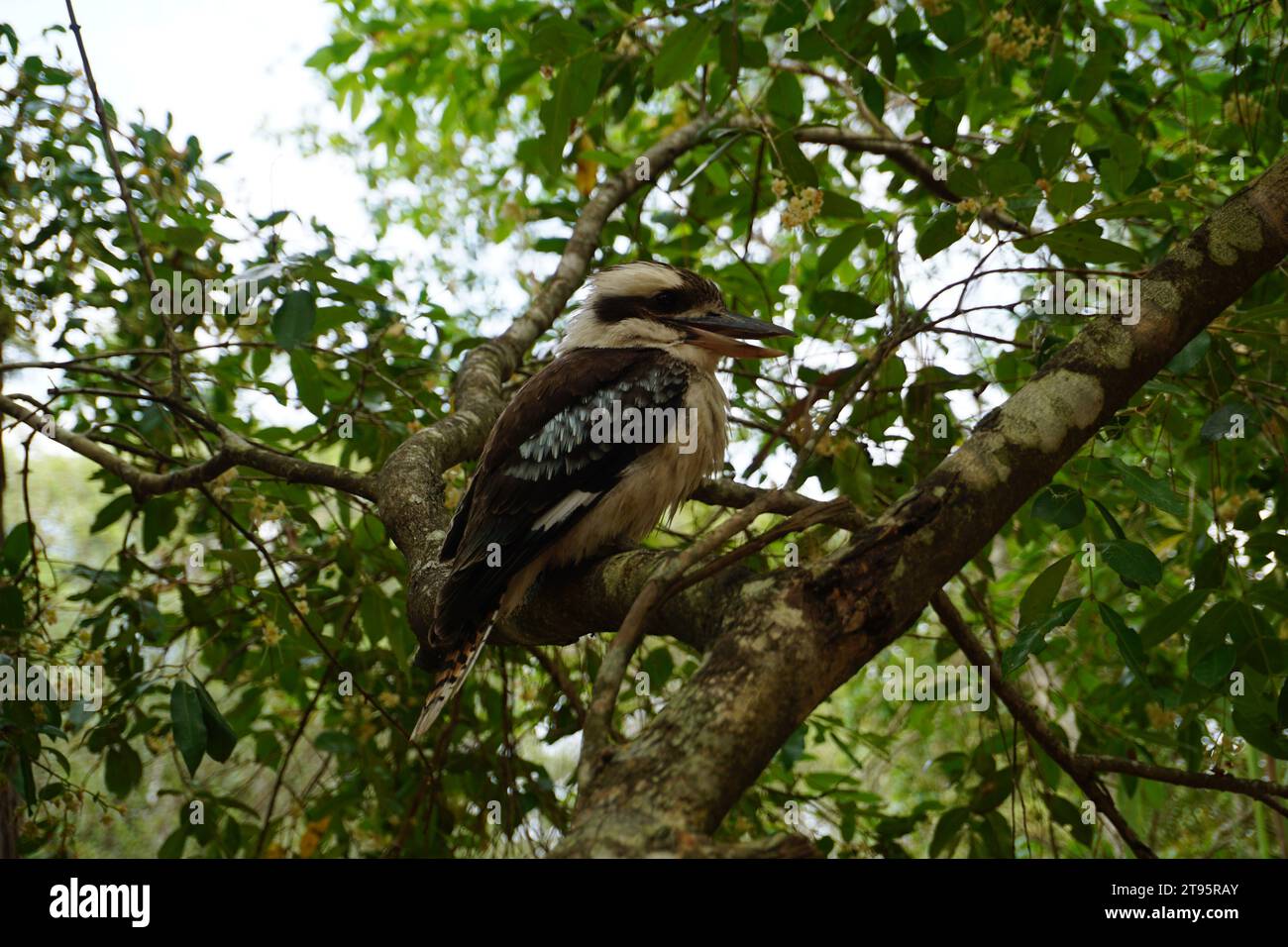 Primo piano dell'uccello australiano ridendo Kookaburra (Dacelo novaeguineae), nel queensland, australia Foto Stock