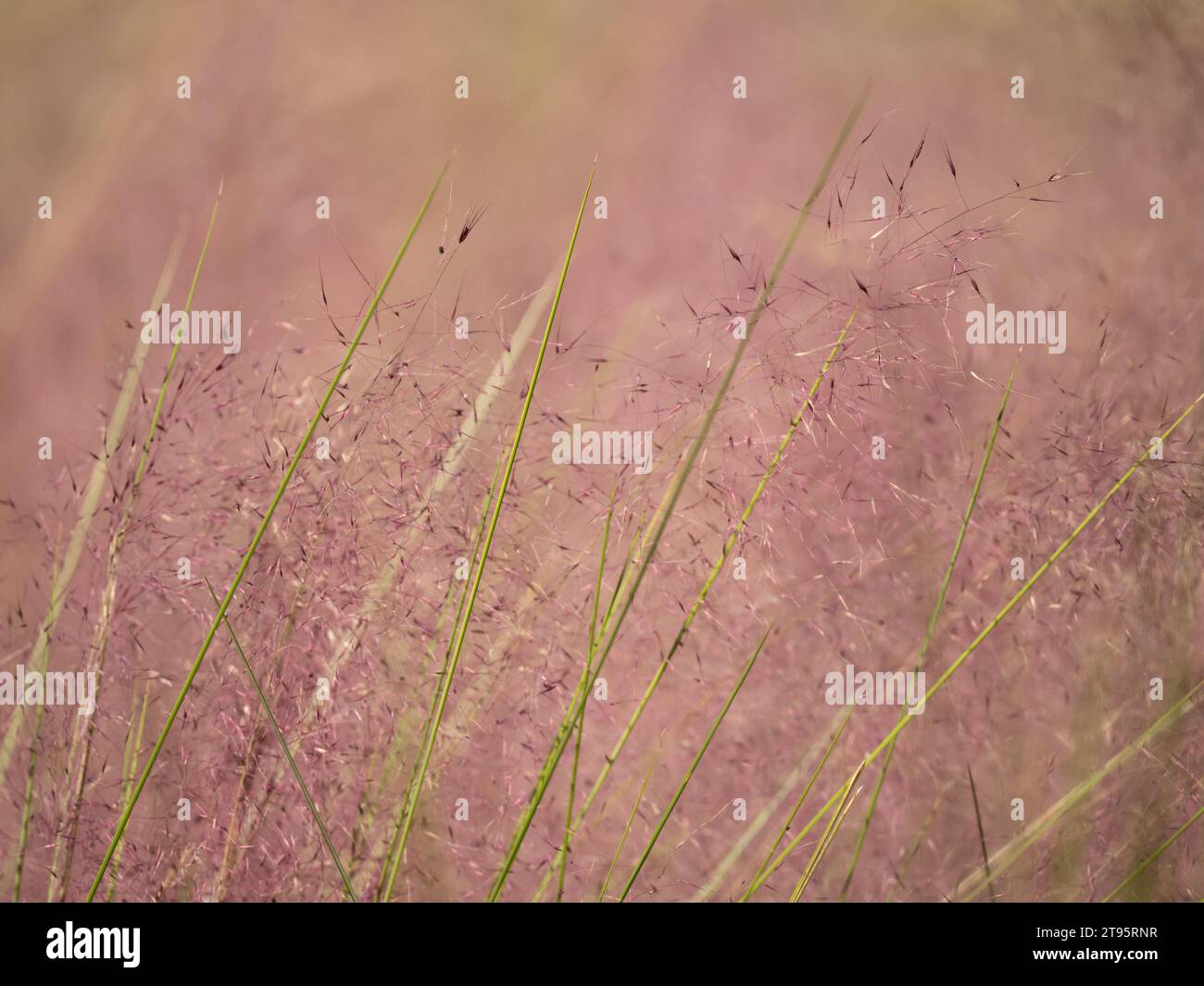 Primo piano dell'erba muhly rosa soffiata dal vento con gambi verdi e fiori rosa e malva. Foto Stock