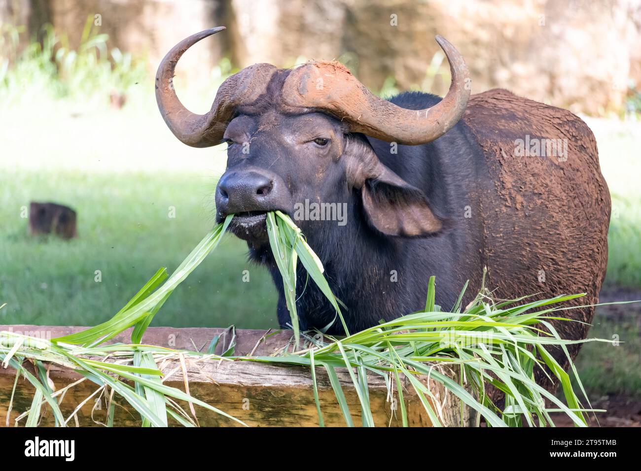 Il bufalo d'acqua sta mangiando erba verde nella fattoria Foto Stock