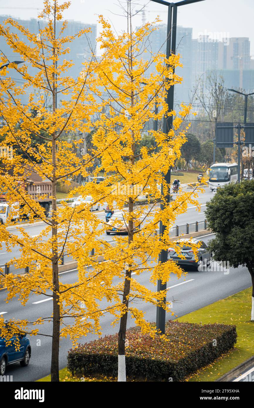 Ginkgo biloba giallo su entrambi i lati delle strade di Chengdu Foto Stock