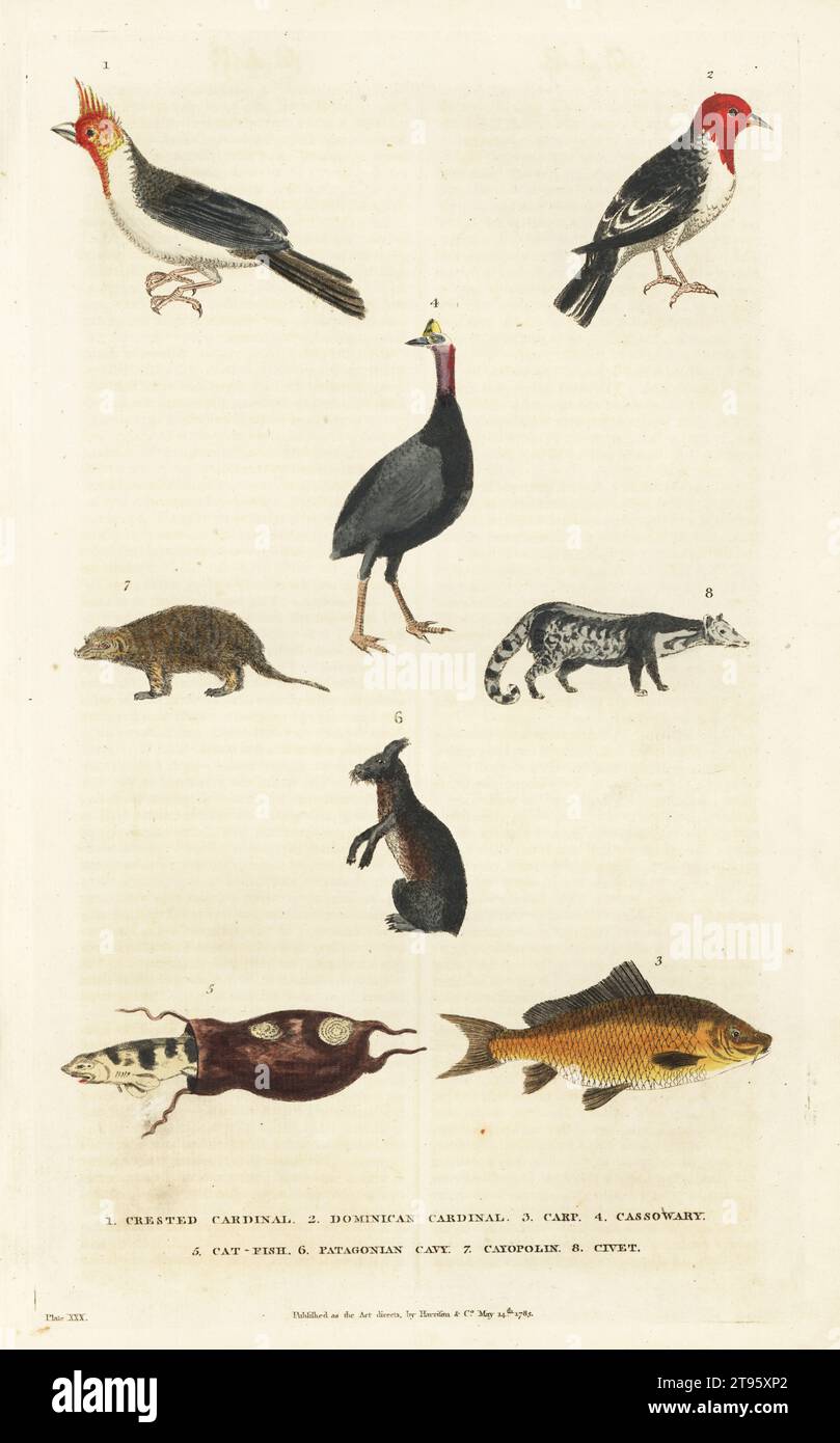 Cardinale crestato 1, cardinale domenicano 2, carpa 3, cassowary 4, gatto 5, caverna della Patagonia 6, cayopolin o mangusta banded 7, civet 8. Incisione su copperplate a mano di Moses Harris da A New Dictionary of Natural History di William Frederic Martyn, Harrison, Londra, 1785. Pseudonimo di William Fordyce Mavor, prete scozzese, insegnante e scrittore, 1758-1837. Foto Stock