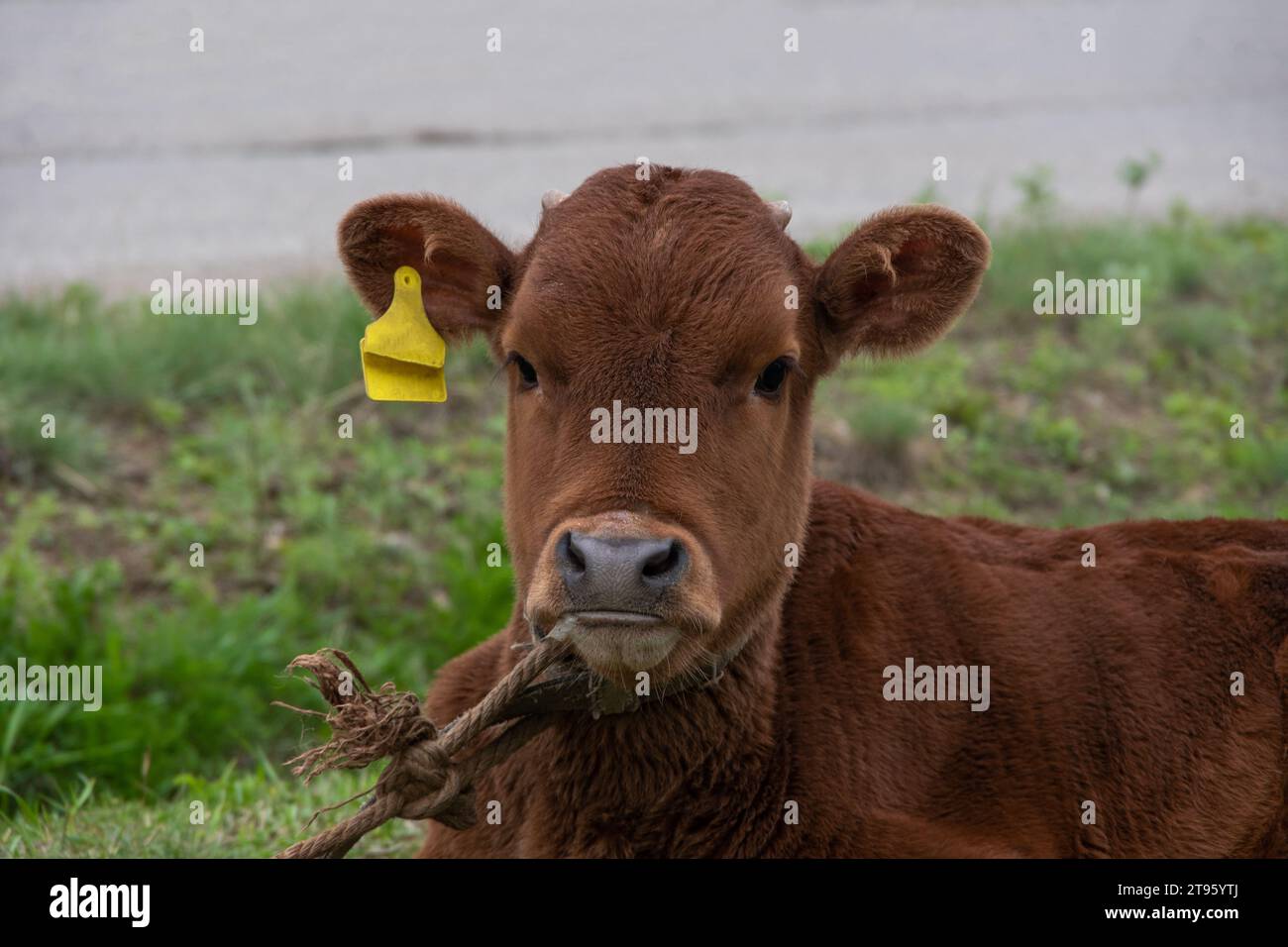 Un vitello marrone disteso sull'erba. Etichette gialle del proprietario nelle orecchie della mucca. Un vitello legato da una corda. Pascolo del bestiame. Allevamento di bovini Foto Stock