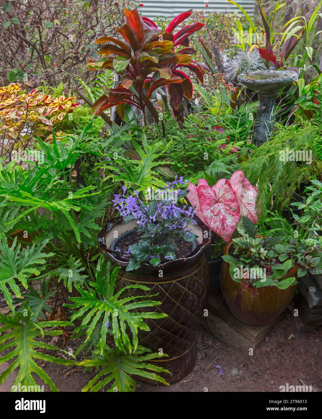 Piccolo e compatto giardino subtropicale con piante di fogliame con foglie di colore rosso, arancio e verde, che crescono in contenitori decorativi in Au Foto Stock