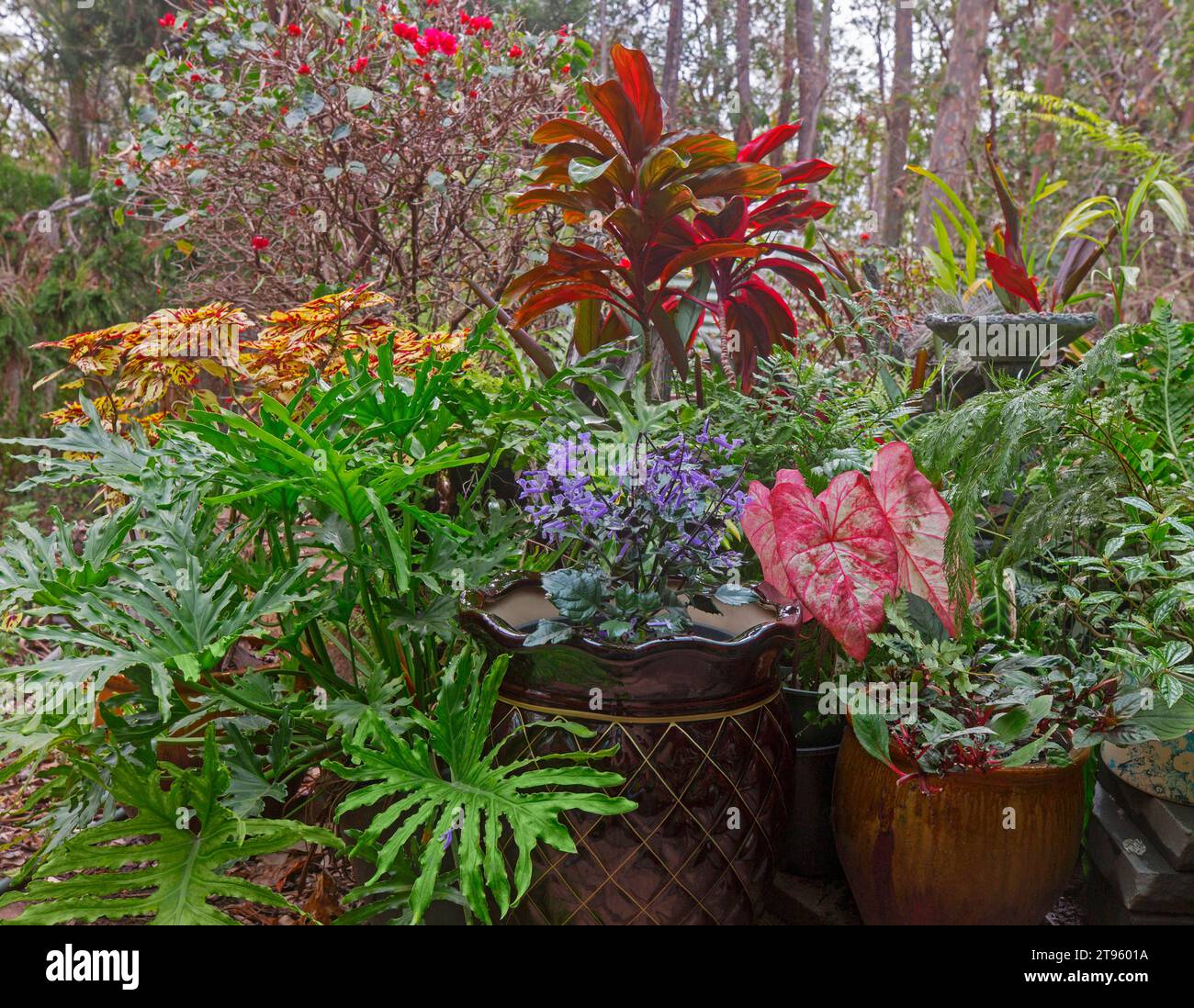 Piccolo e compatto giardino subtropicale con piante di fogliame con foglie di colore rosso, arancio e verde, che crescono in contenitori decorativi in Au Foto Stock