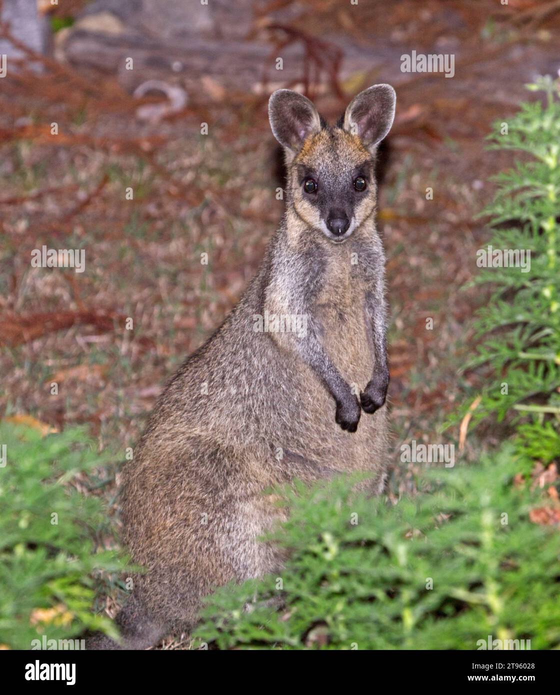 Palude australiane Wallaby, Wallabia bicolor, in natura, in piedi tra la vegetazione verde e fissare direttamente la telecamera, nel Queensland Foto Stock