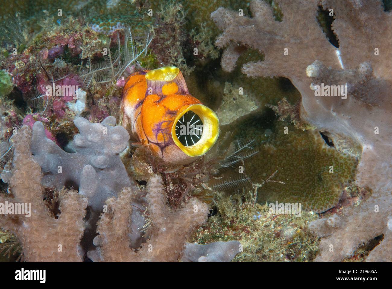 Gold Mouth Sea Squirt o lo spruzzo di mare sui coralli di Bali Foto Stock