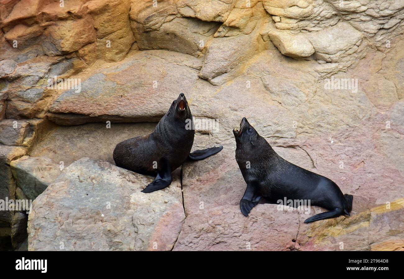 due otarie orsine neozelandesi che discutono sulle rocce a shag point, vicino a palmerston, sulla costa di otago dell'isola meridionale della nuova zelanda Foto Stock