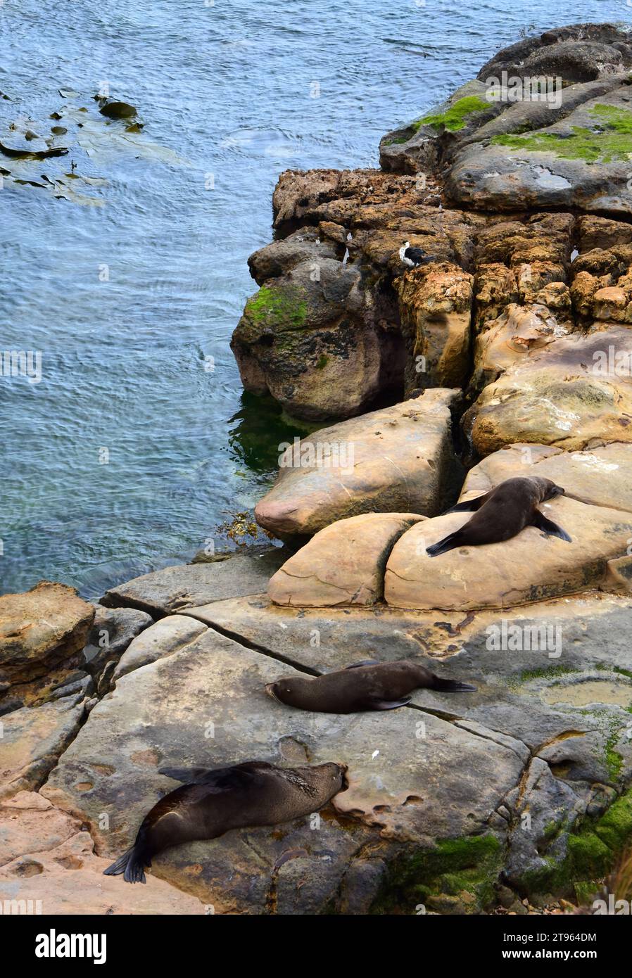 foca foca e cormorano della nuova zelanda sulle scogliere sopra l'oceano a shag point, vicino a palmerston, sulla costa di otago dell'isola meridionale della nuova zelanda Foto Stock