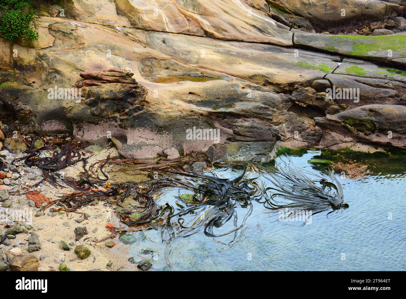 modelli vorticosi di alghe di toro neozelandesi vicino alla riva a shag point, vicino a palmerston, sulla costa di otago dell'isola meridionale della nuova zelanda Foto Stock