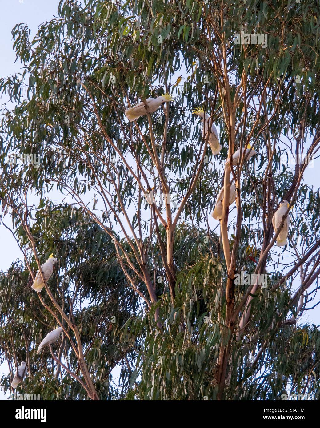 Un gregge di Cockatoos con cresta di zolfo arroccato rumorosamente tra gli alberi di gomma, Australia Foto Stock