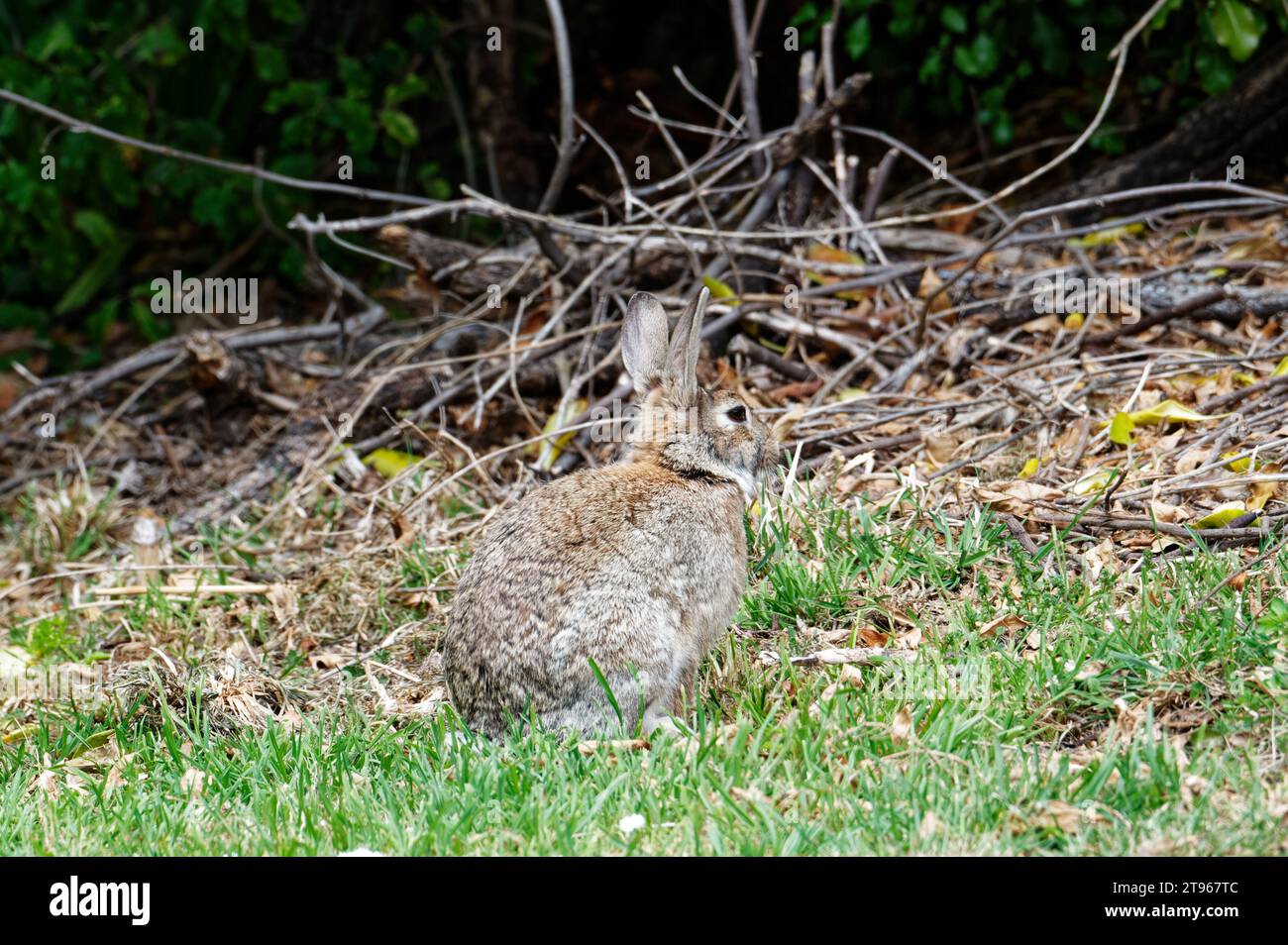 Un giovane coniglio attento sembra che stia per scappare Foto Stock