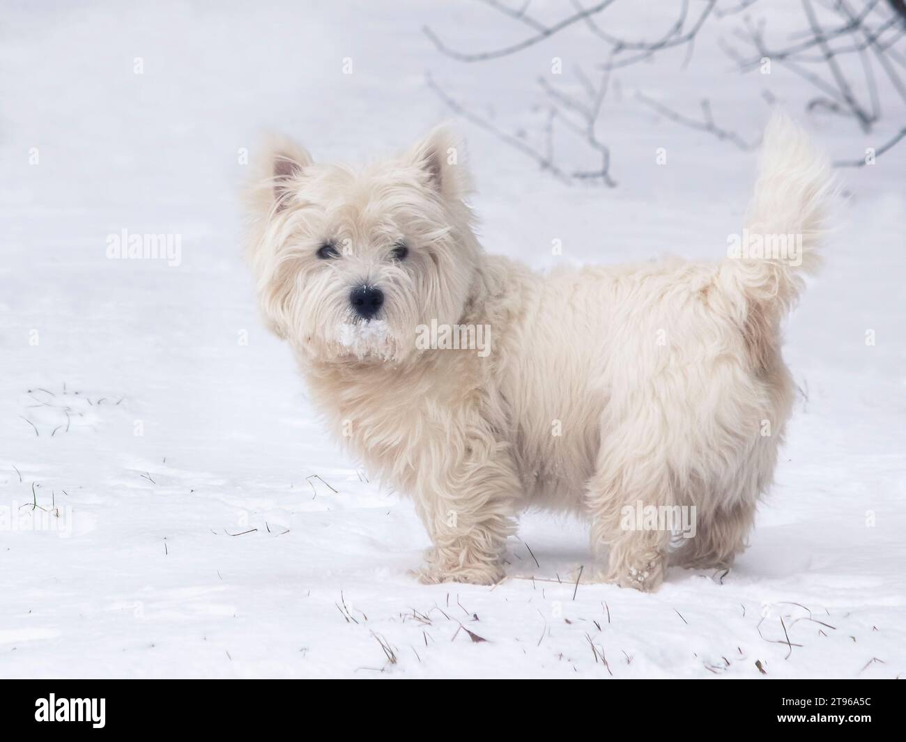 Lo scotch terrier bianco carino cammina nella neve Foto Stock