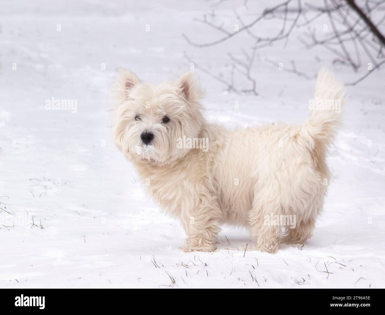 Lo scotch terrier bianco carino cammina nella neve Foto Stock