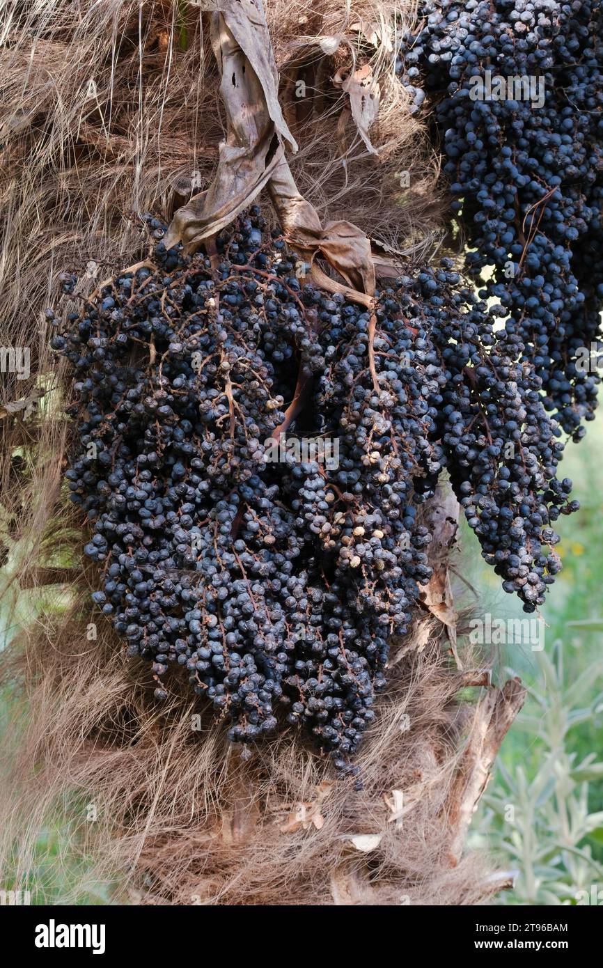 Trachycarpus fortunei, palma cinese del mulino a vento, palma del mulino a vento, palma Chusan, frutta blu-nera all'inizio dell'estate Foto Stock