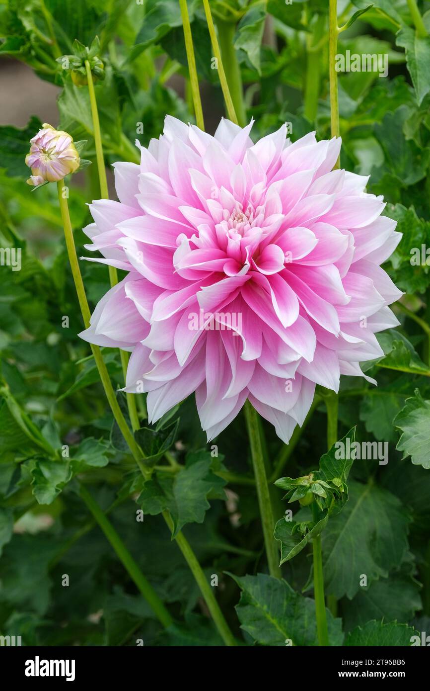 dahlia Evanah, Dahlia decorativa media, rosa pallido, fiori aperti e spikey Foto Stock