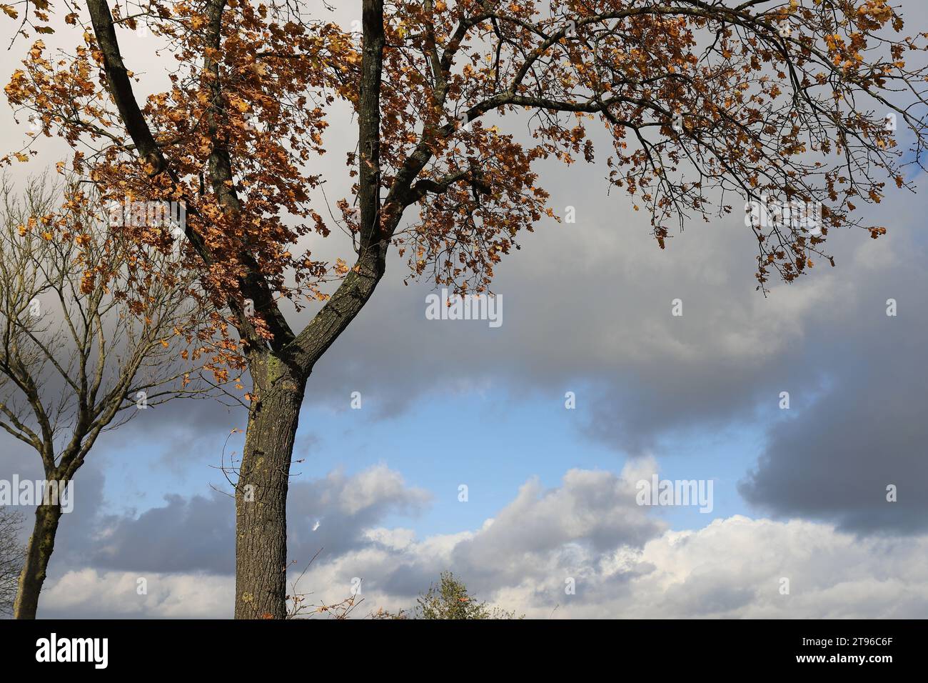 Vista parziale di un albero frondoso autunnale illuminato dal sole contro un cielo nuvoloso scuro, spazio copia Foto Stock