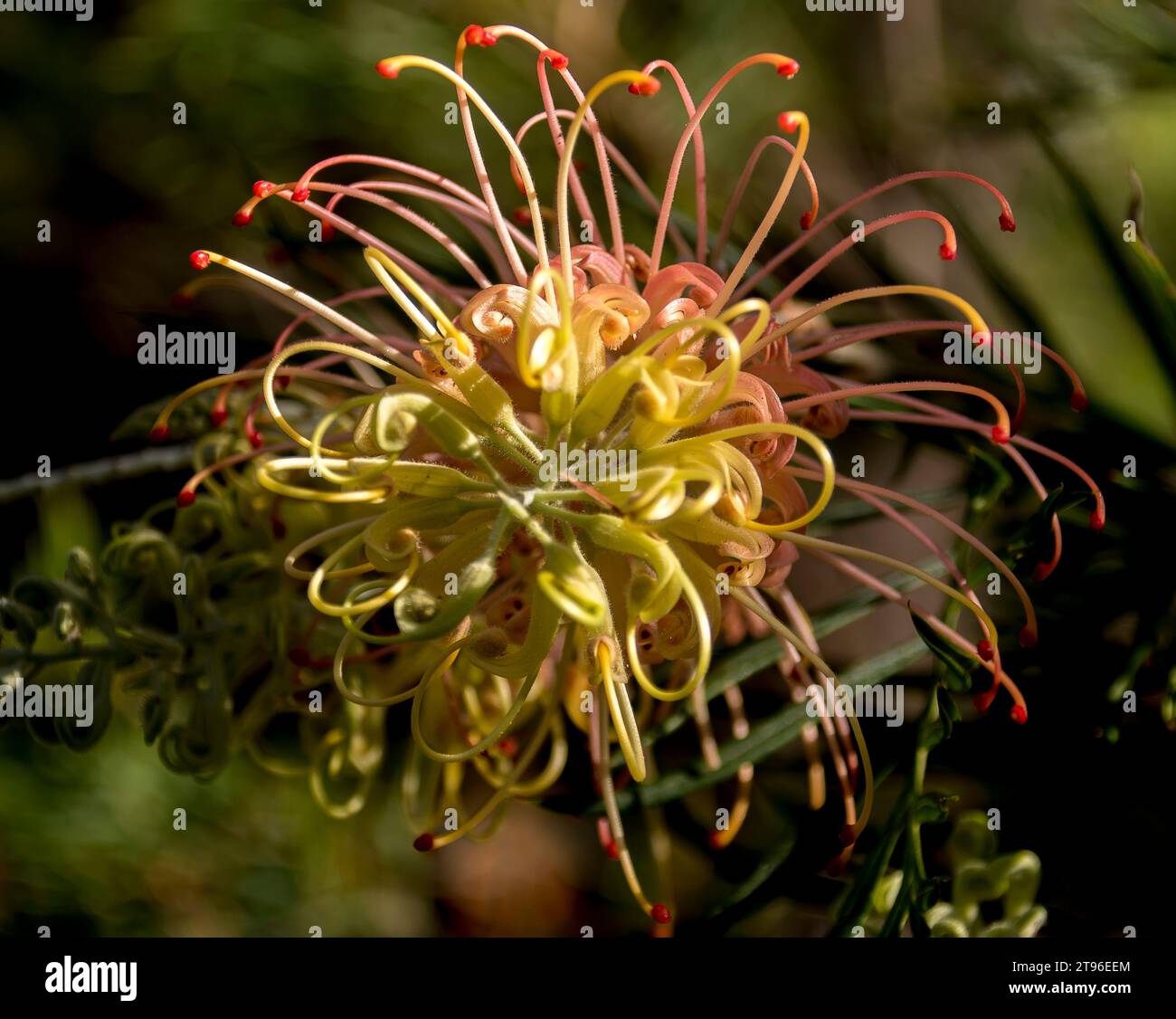 Fiore singolo di grevillea nativa australiana ibrida, Loopy Lou. Fioritura gialla e rosa nel giardino del Queensland in primavera. Foto Stock