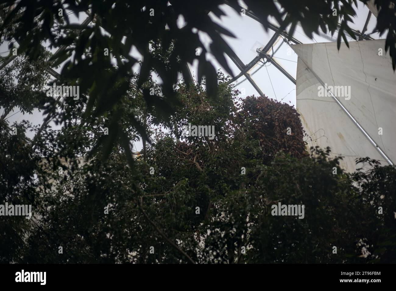 Piccolo flusso d'acqua sotto un albero di acacia in un'orangerie Foto Stock