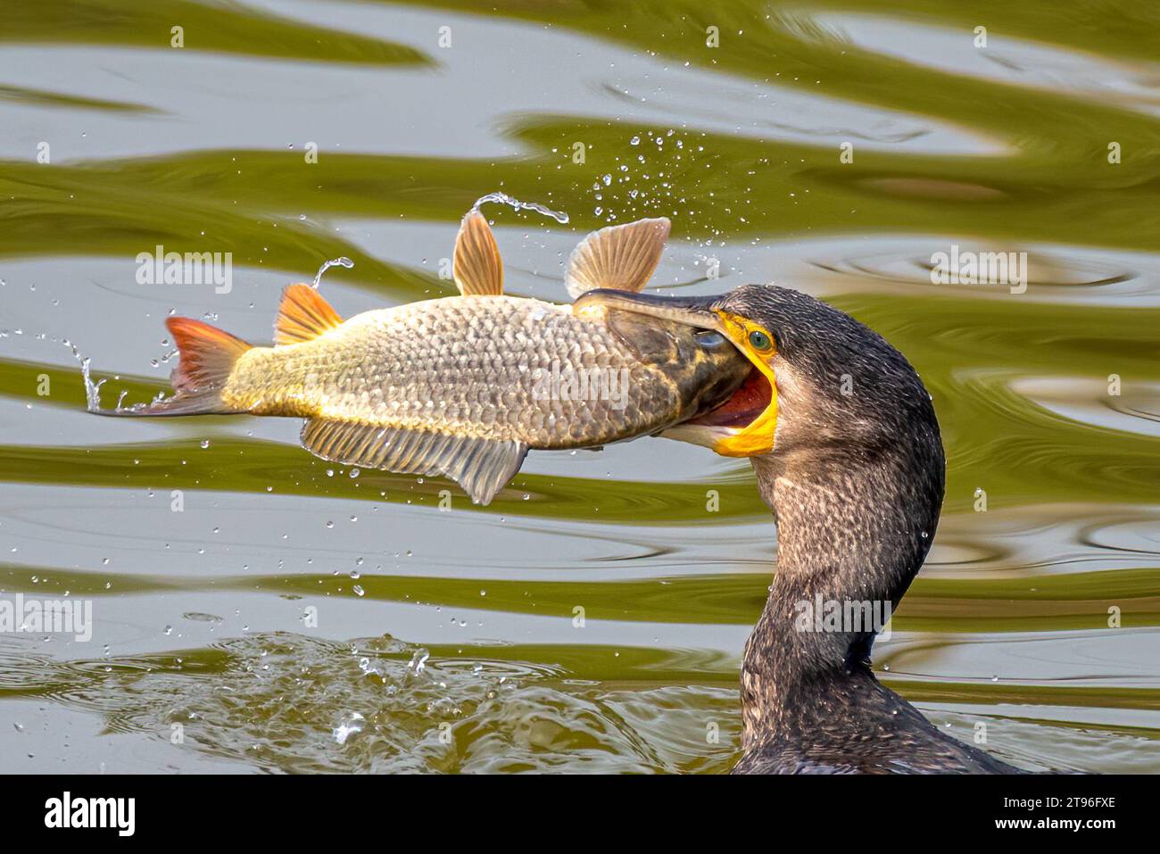 Il cormorano trasforma con successo il pesce di fronte alla destra, percorrendo il suo canale CHANDIGARH, INDIA immagini ESILARANTI mostrano un gatto di cormorano Foto Stock
